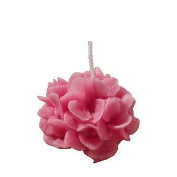 'Hortensia'